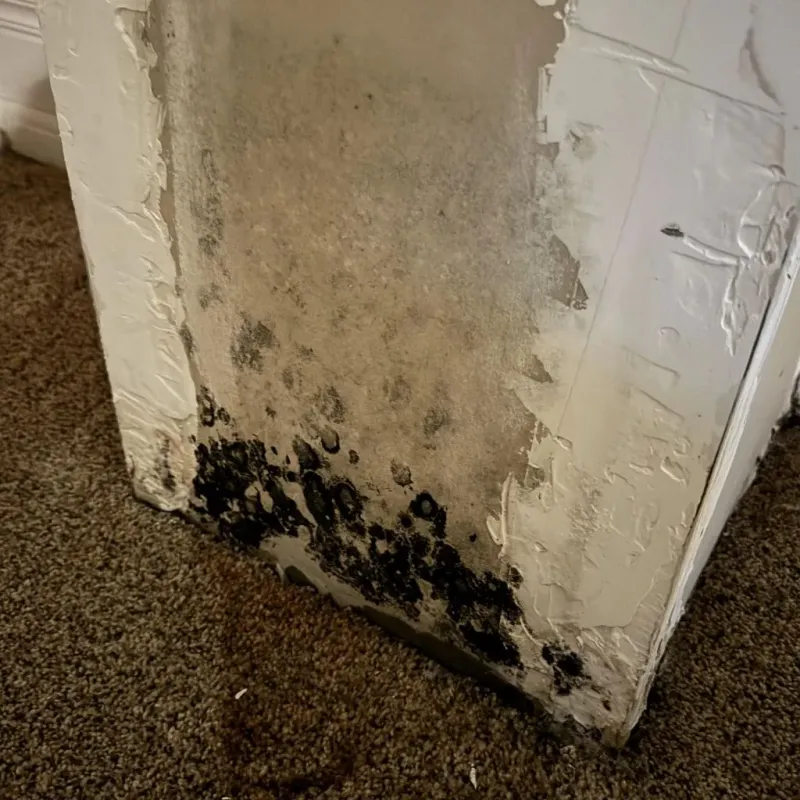 Professional Mold Removal in Clarksville, TX